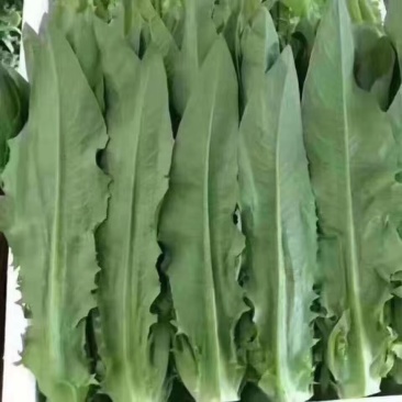 油麦菜