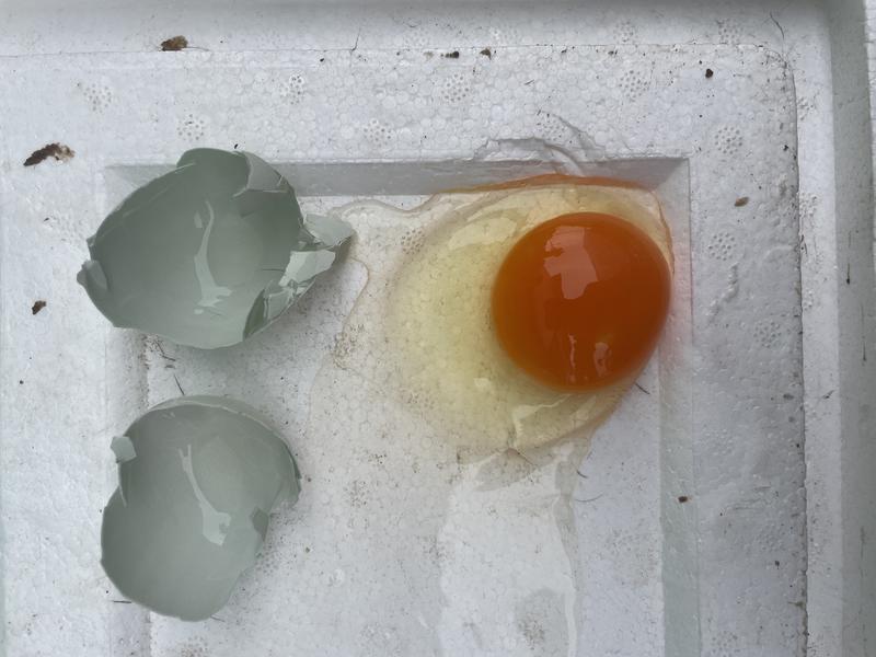 精品乌鸡蛋绿壳蛋批发零售对接全国市场量大从优