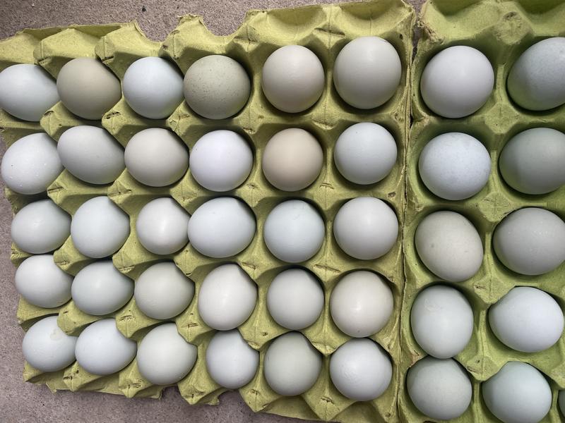 精品乌鸡蛋绿壳蛋批发零售对接全国市场量大从优