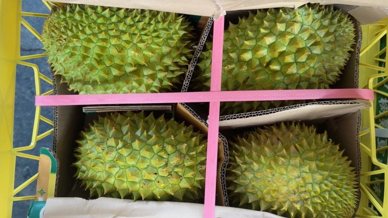越南当季干尧榴莲，金枕口感