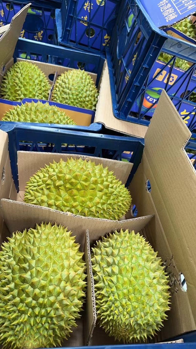 越南当季干尧榴莲，金枕口感