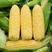 陕西双色水果玉米品质保证诚信经营欢迎联系接商超市场电商