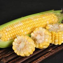 陕西双色水果玉米品质保证诚信经营欢迎接商超市场电商
