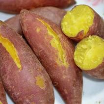 陕西板栗薯品质保证诚信经营欢迎接商超市场电商
