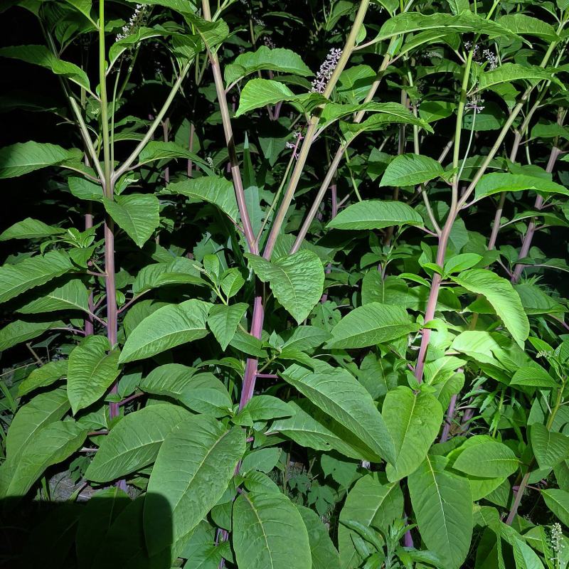 野生商陆