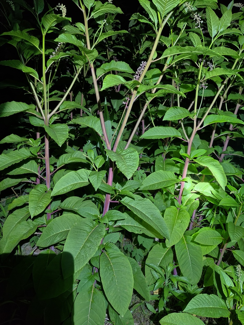 野生商陆