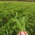 朱砂红可以吃豌豆菜红豌豆云南新货上市吃豌豆菜干豌豆