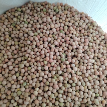 朱砂红可以吃豌豆菜红豌豆云南新货上市吃豌豆菜干豌豆