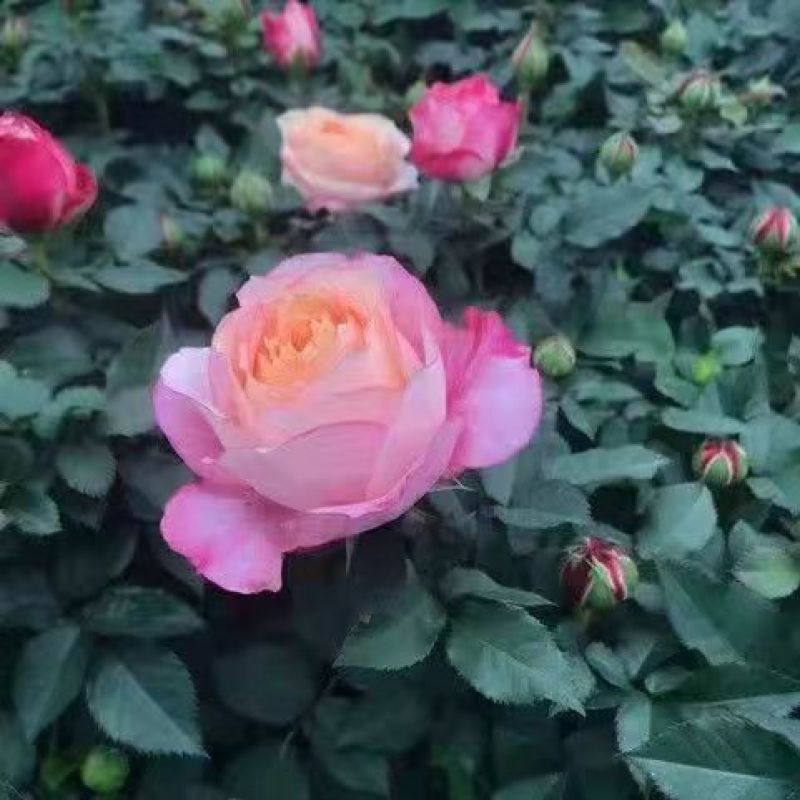 大花月季，月季，欧月，丰花月季，绿化工程用苗