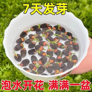 跑江湖碗莲四季碗莲水生花卉开口碗莲种子水培植物包邮