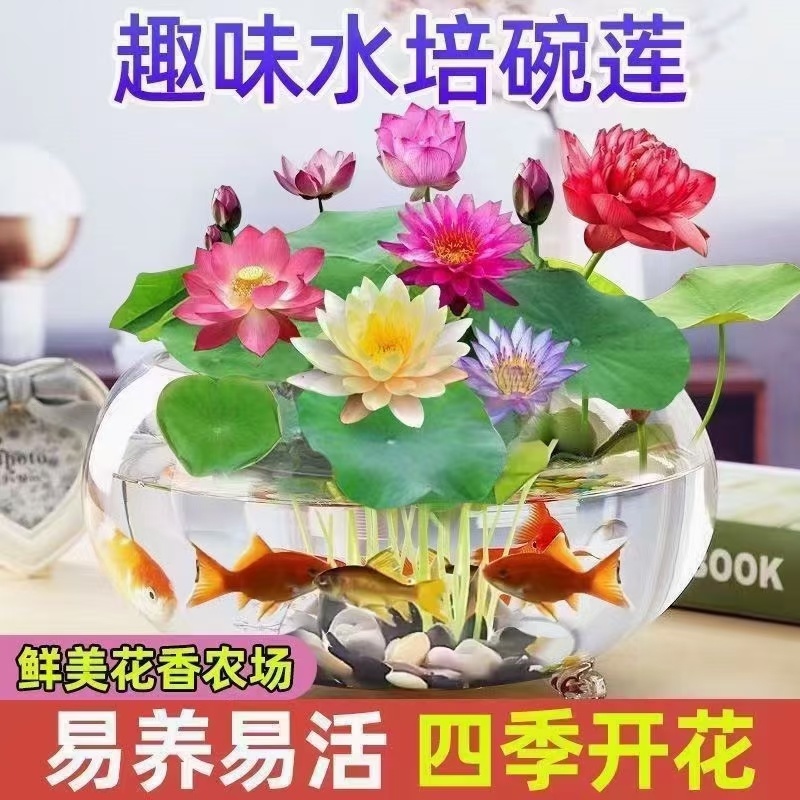 跑江湖碗莲四季碗莲水生花卉开口碗莲种子水培植物包邮