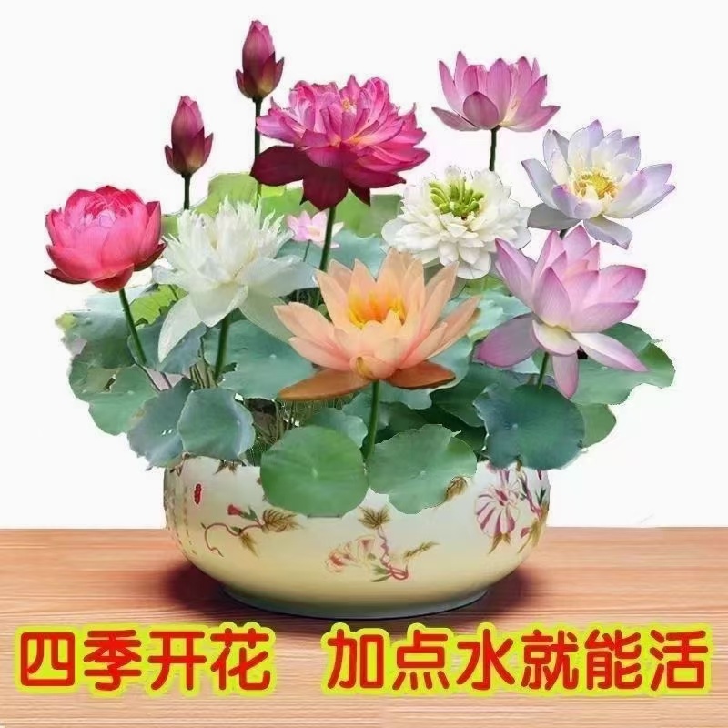 跑江湖碗莲四季碗莲水生花卉开口碗莲种子水培植物包邮