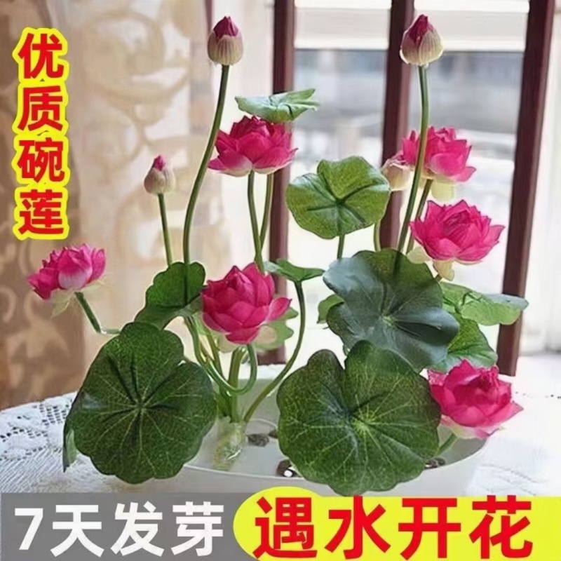 跑江湖碗莲四季碗莲水生花卉开口碗莲种子水培植物包邮