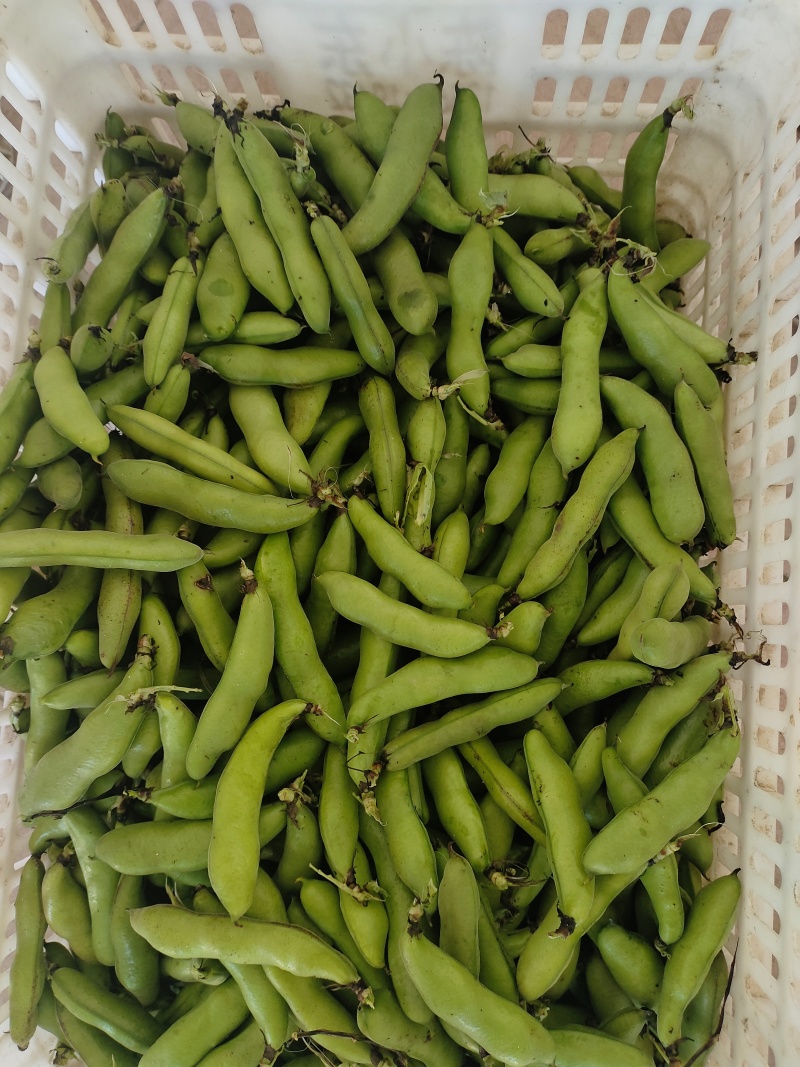 精品大蚕豆大量上市