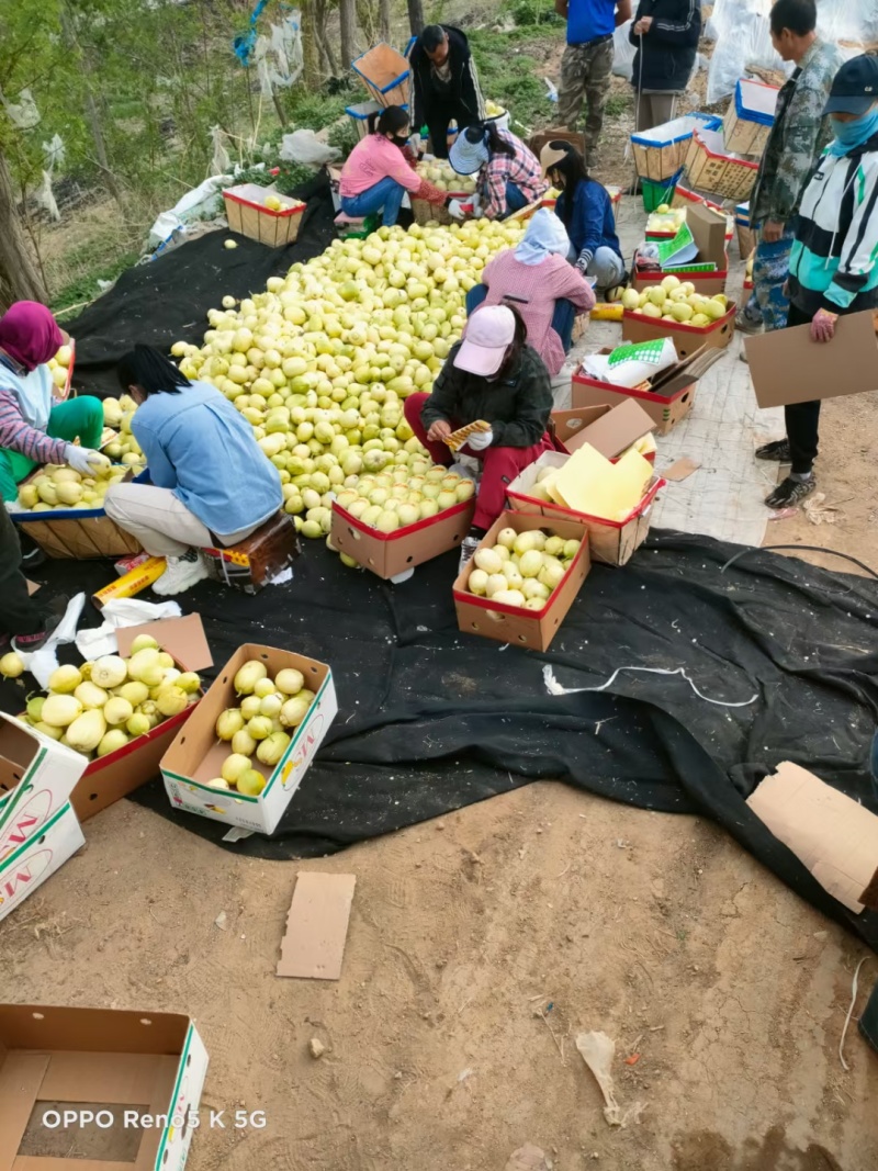 精密甜瓜大量上市，产地直发，对接电商超市批发市场。也可一件代