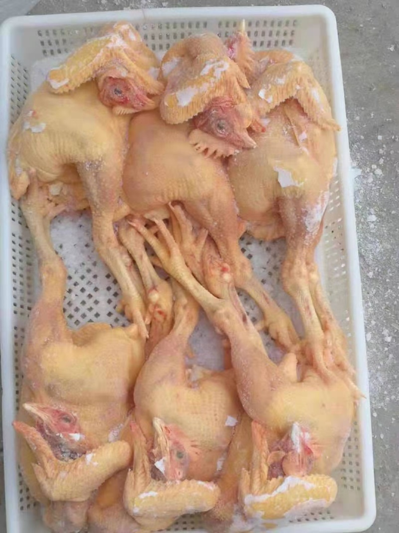 三黄鸡
