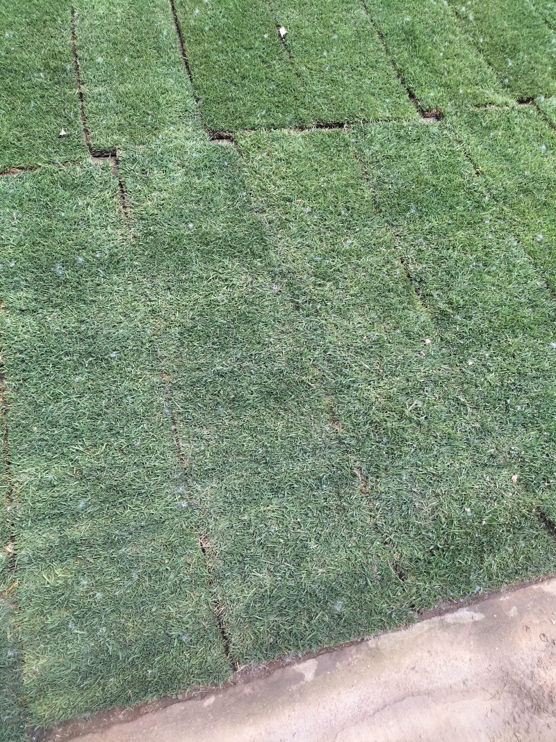 草萍，马里拉，四季青，果岭草，黑麦草