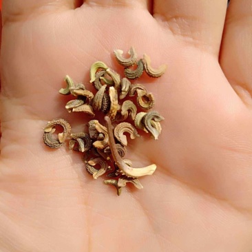 金盏菊种子，金盏菊花种子，花海庭院景观绿化，花卉种子批发