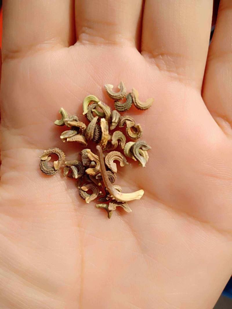 金盏菊种子，金盏菊花种子，花海庭院景观绿化，花卉种子批发