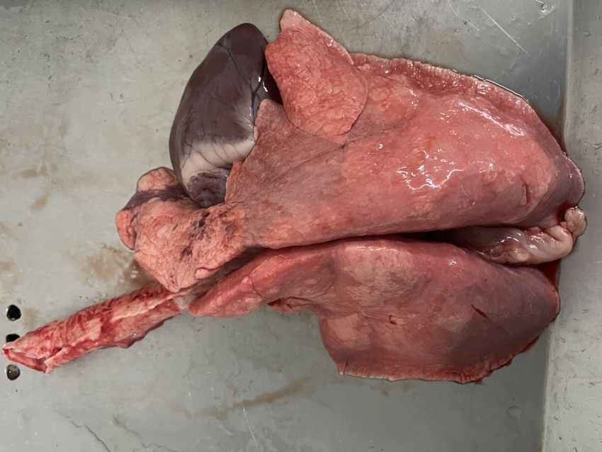 实验室ICP-MS检测波尔山羊与黑山羊肌肉组织中铁、锌元素形态分析图谱