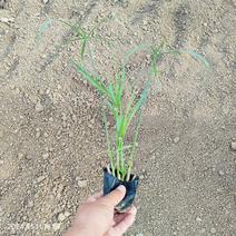 旱伞草袋苗，水竹工程苗，河道绿化植物品种