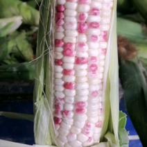 徐州地区鲜食玉米开始上市，支持全国各大市场，电商，商超平台