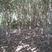 宁波沿海，黑土金桂，白桂花。盆栽树