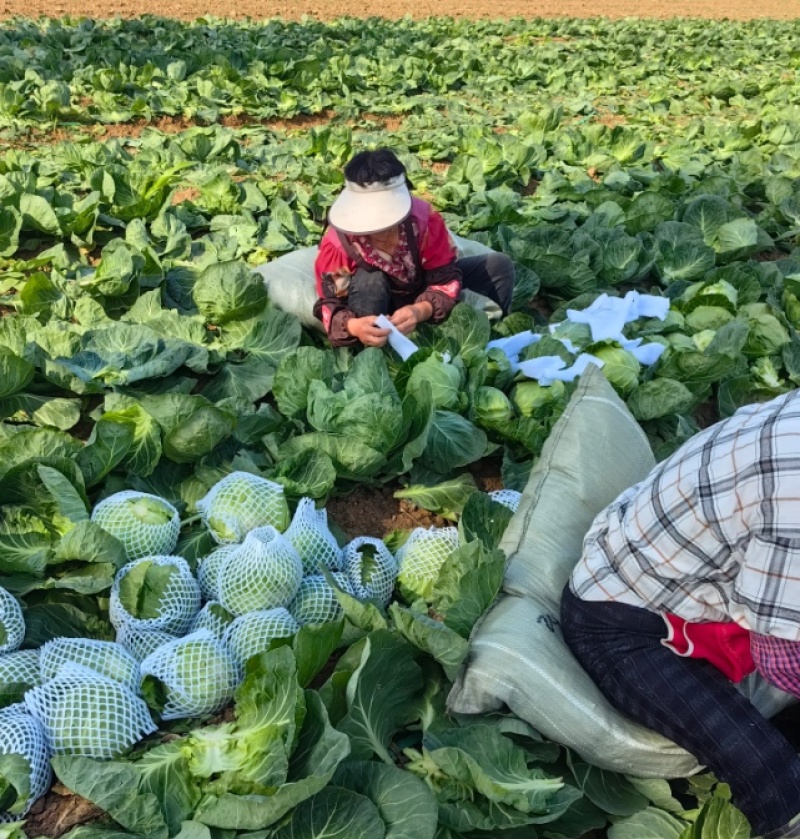 [热卖]甘肃甘蓝包菜圆包菜专业代办产地直发诚信经营