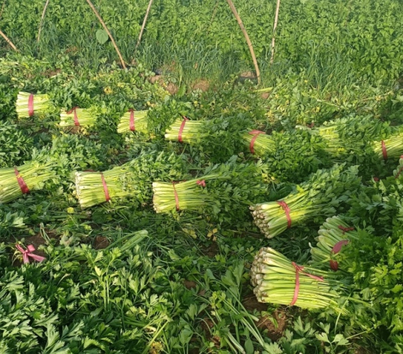 [精选]甘肃精品芹菜产地货直发专业代办全国发货