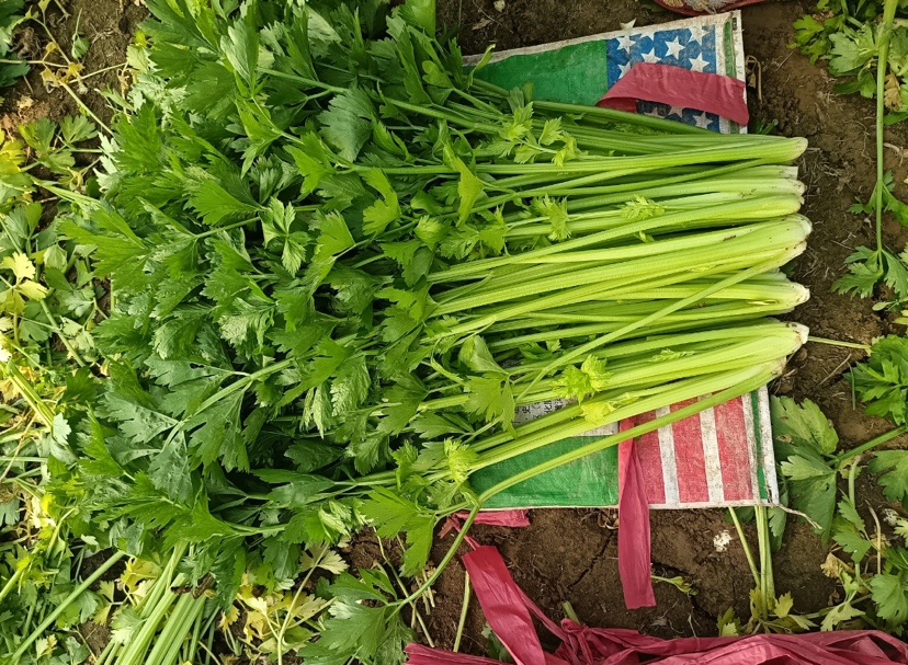 西芹植物特写