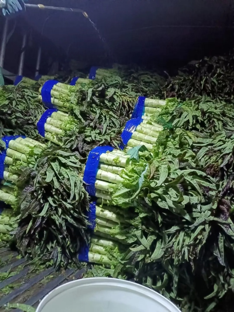 尖叶圆叶莴笋莴苣货源充足品质保证诚信经营欢迎咨询