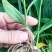 白芨苗白芨驯化苗白芨及两年苗块茎1.5～5公分