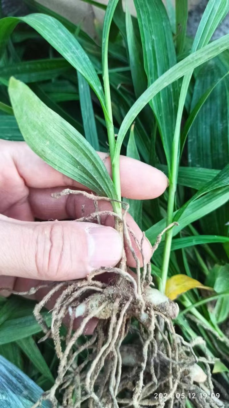 白芨苗白芨驯化苗白芨及两年苗块茎1.5～5公分
