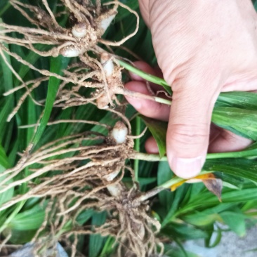 白芨苗白芨驯化苗白芨及两年苗块茎1.5～5公分