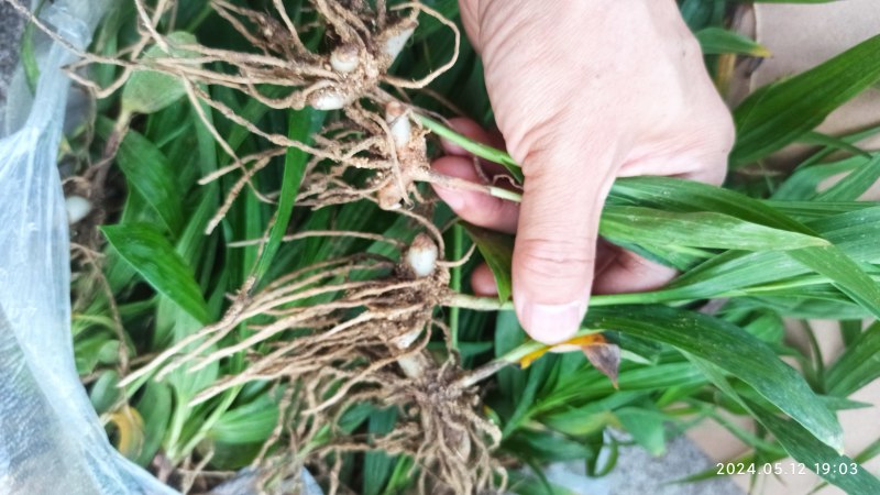 白芨苗白芨驯化苗白芨及两年苗块茎1.5～5公分
