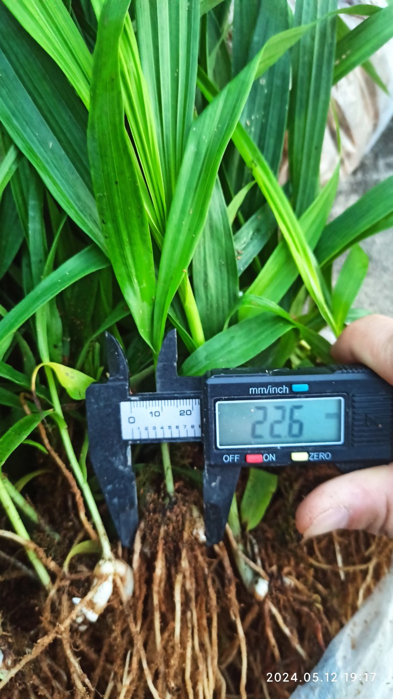白芨苗白芨驯化苗白芨及两年苗块茎1.5～5公分