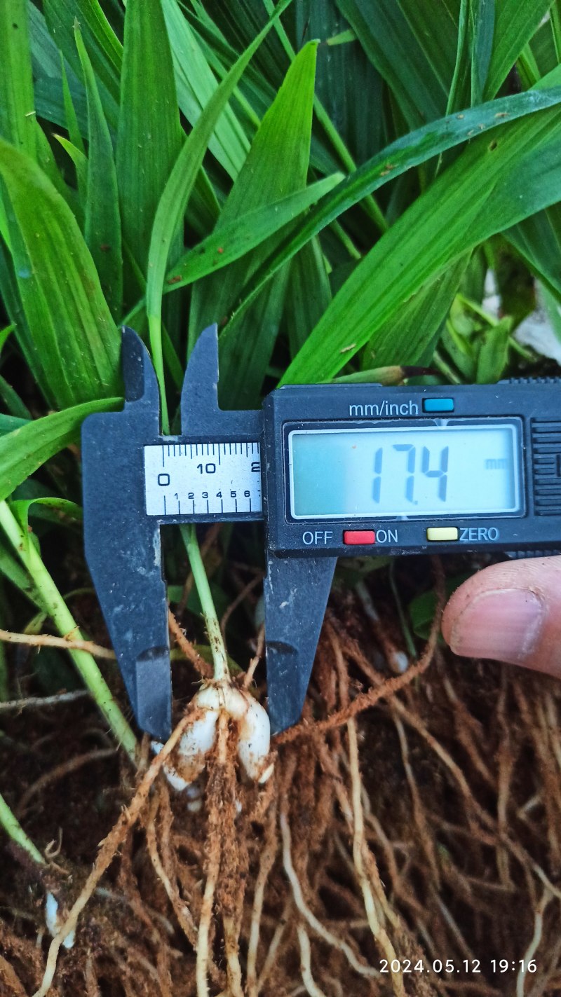 白芨苗白芨驯化苗白芨及两年苗块茎1.5～5公分