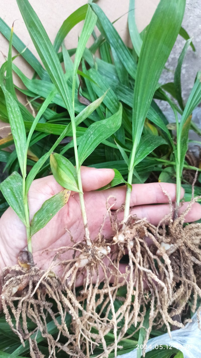 白芨苗白芨驯化苗白芨及两年苗块茎1.5～5公分