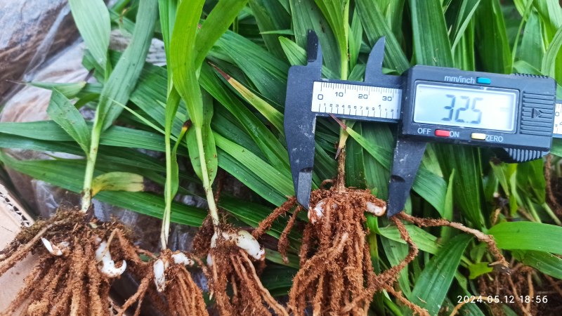 白芨苗白芨驯化苗白芨及两年苗块茎1.5～5公分