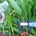白芨苗白芨驯化苗白芨及两年苗块茎1.5～5公分