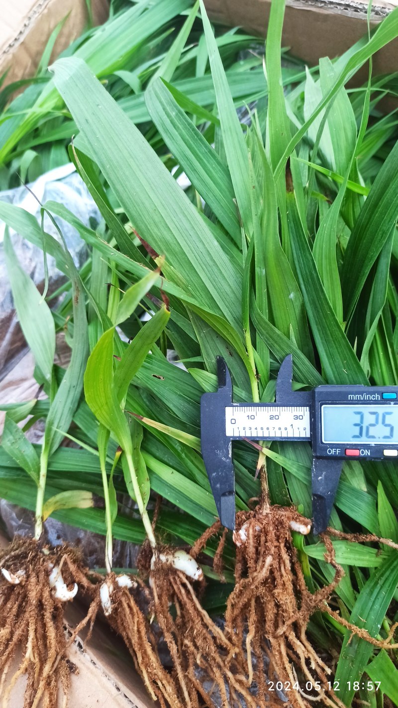 白芨苗白芨驯化苗白芨及两年苗块茎1.5～5公分
