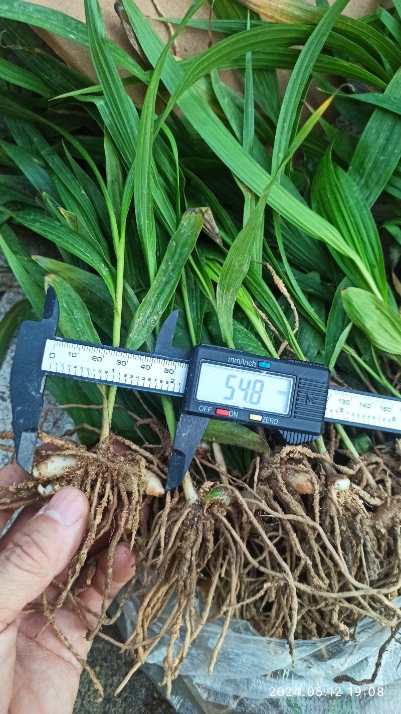 白芨苗白芨驯化苗白芨及两年苗块茎1.5～5公分