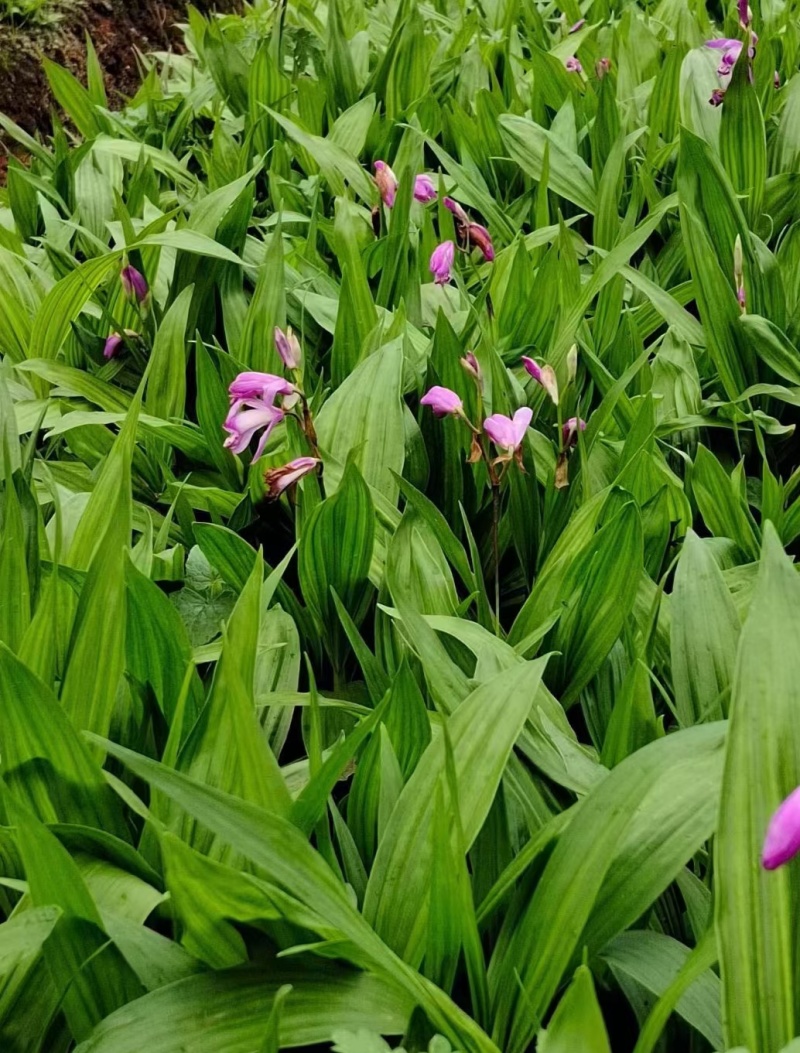 白芨苗白芨驯化苗白芨及两年苗块茎1.5～5公分