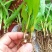 白芨苗白芨驯化苗白芨及两年苗块茎1.5～5公分
