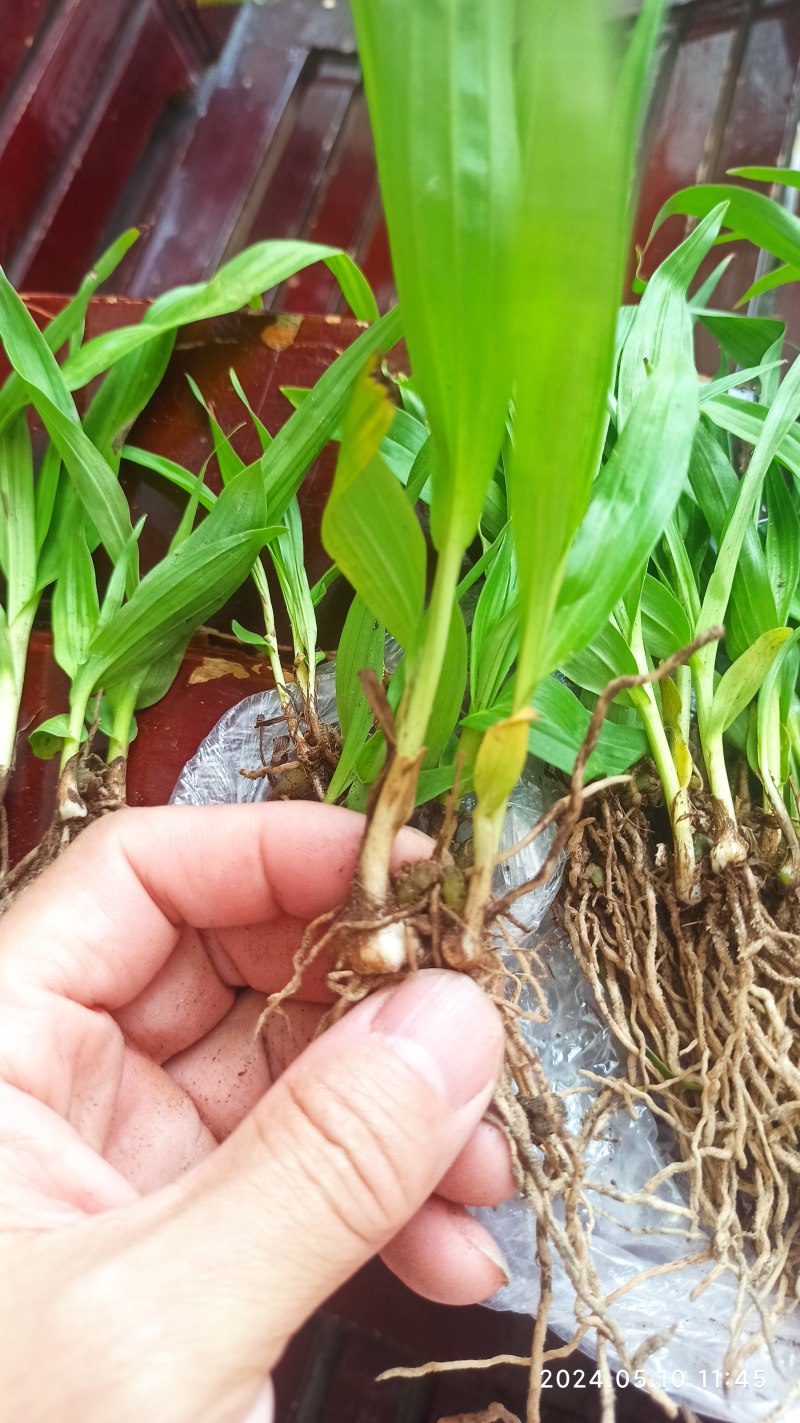 白芨苗白芨驯化苗白芨及两年苗块茎1.5～5公分