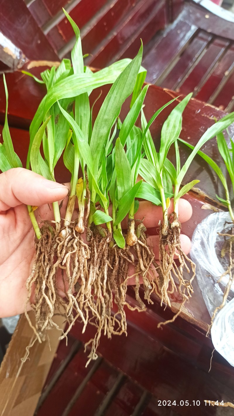 白芨苗白芨驯化苗白芨及两年苗块茎1.5～5公分