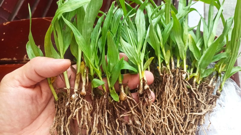 白芨苗白芨驯化苗白芨及两年苗块茎1.5～5公分