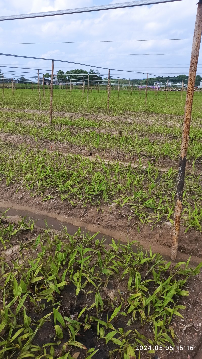 白芨苗白芨驯化苗白芨及两年苗块茎1.5～5公分