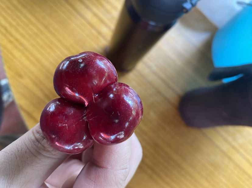 美早樱桃特写