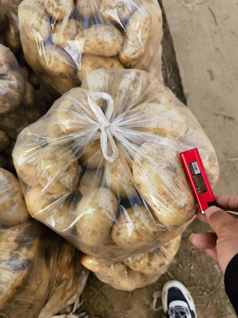 黄皮黄心土豆